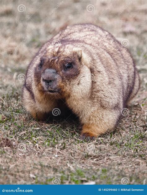 Close-up Fat Fat Woodchuck with Beautiful Fur Sitting on the Green Grass Stock Photo - Image of ...