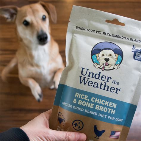 Top 10 Best Dog Food Bland Diets to Soothe Your Furry Friend's Tummy Troubles: A Complete Guide