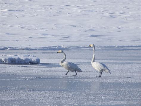 The Wild Swans Whooping Flock - Free photo on Pixabay - Pixabay