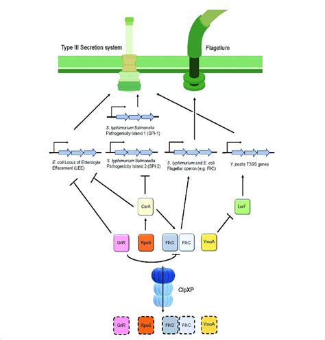 ClpP Regulates The Assembly Of The Type III Secretion System As Well As