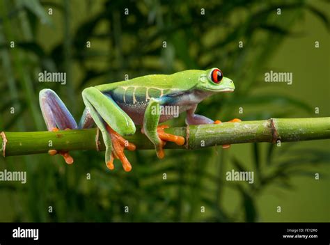 Red Eyed Tree Frog Agalychnis Callidryas Stock Photo Alamy