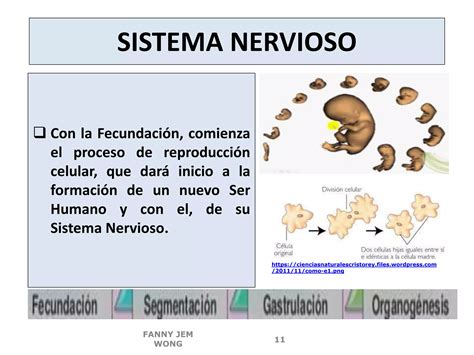 2 FILOGENIA Y ONTOGENIA DEL SISTEMA NERVIOSO PPT