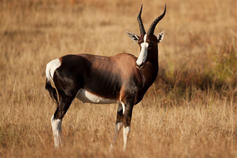 Parc National Bontebok Tourisme Swellendam Viamichelin