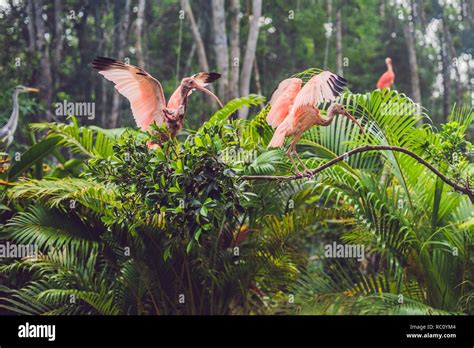 Wildlife and rainforest exotic tropical birds in a bird park Stock ...