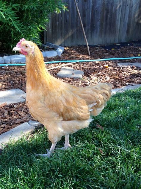 Buff orpington rooster? 13 weeks | BackYard Chickens - Learn How to ...