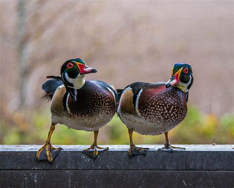 Birds Of The Same Feathers Photograph By Will Lavigne Fine Art America