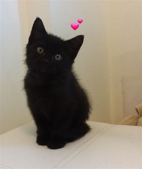 Cats adoption rates hit a record high this holiday season