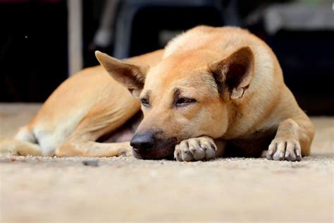 Cachorro Cambaleando O Que Pode Ser - Cachorro CAMBALEANDO: 10 motivos e tratamento