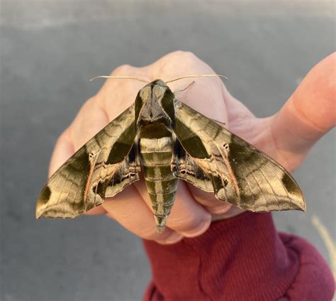 Pandora Sphinx Moth Rmoths