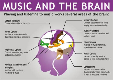 Neural Music Affects Different Regions Of Brain Happenings LPU