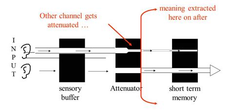 Theories Of Selective Attention Simply Psychology