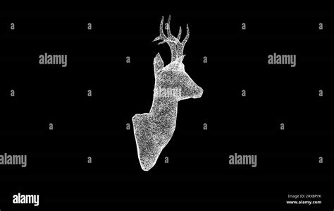 3d Deer Head Rotates On Black Background Hunting And Trophy Concept