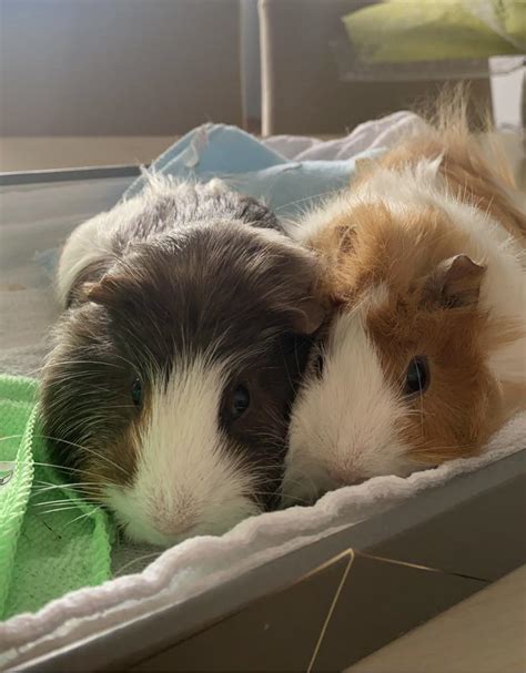 2 Guinea Pigs For Adoption Petcim 813038