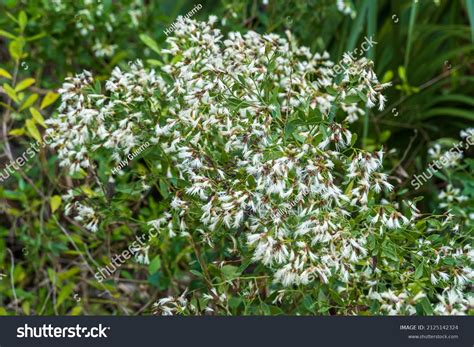 baccharis halimifolia winter