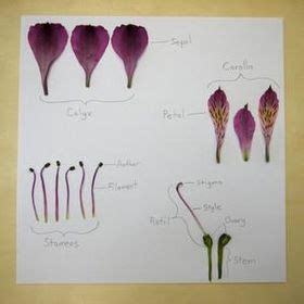 Flower Dissection Worksheets Library