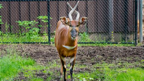 Eastern Bongo Milwaukee County Zoo