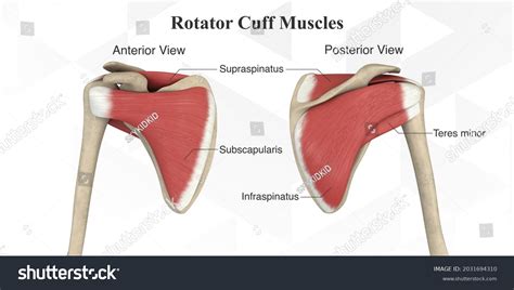 Supraspinatus Muscle