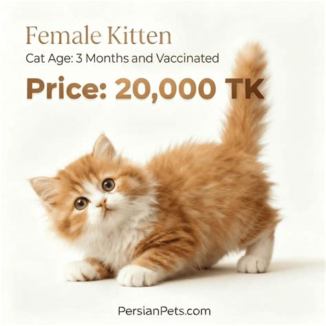 Brown Female Kitten for Sale - Adorable 3-Month-Old Companion
