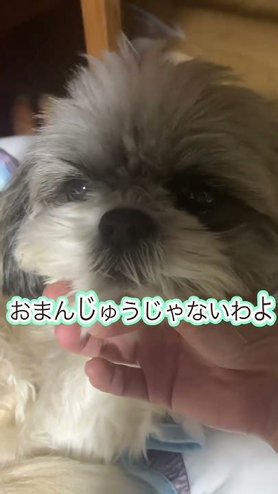 【シーズー】おまんじゅうみたいなまぁるいお顔のシーズーさん🐶シーズー大好き部 シーズー 犬のいる暮らし Youtube