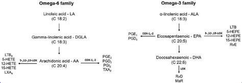 Schematic Overview Of The Production Of Eicosanoids And Other