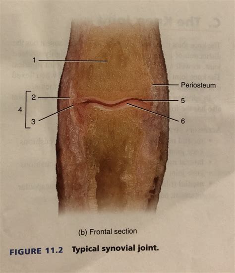 Typical Synovial Joint Diagram Quizlet