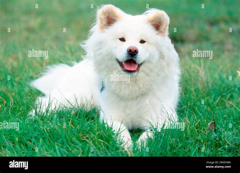 Akita Inu, long-haired Stock Photo - Alamy