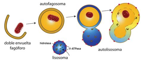 Qué es la autofagia