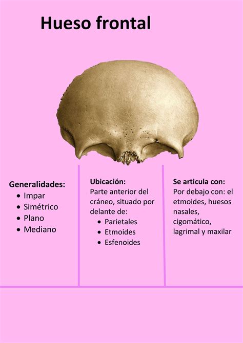 Flashcard Hueso Frontal Hueso Frontal Generalidades Impar