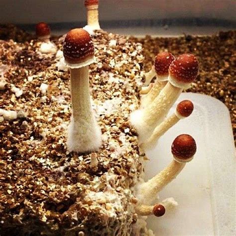 Shrooms How To Identify Magic Mushrooms The Fun Guys