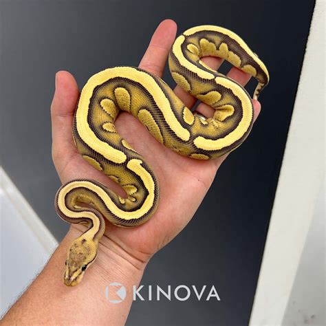 Fire Redstripe Desert Ghost 66 Het Clown 50 Het G Stripe Ball Python