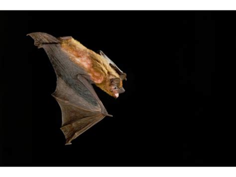 Rabid Bat Bites Houston Woman At Apartment Complex Parking Garage