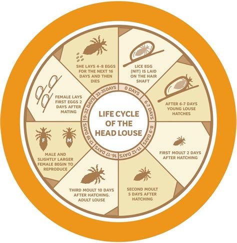 Lice Life Cycle Stages Hui Dortch