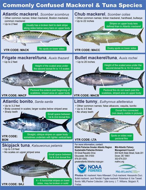 Inshore Pelagics Playing The Speedster Game The Fisherman