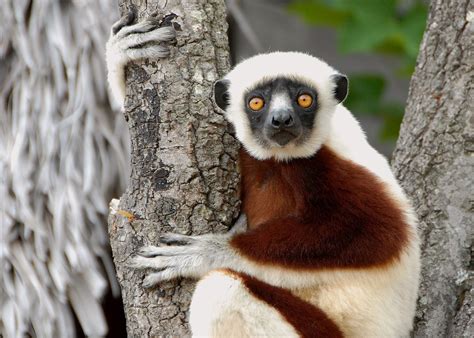 Wildlife and remote Madagascar | Audley Travel UK