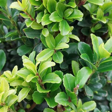 Buy Ilex Crenata Topiary Cone Japanese Privet In The Uk