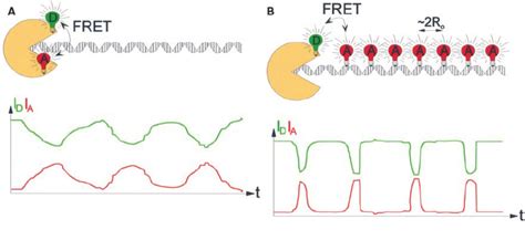 A Cartoon Illus Trating A Intramolecu Lar And B Intermolecu