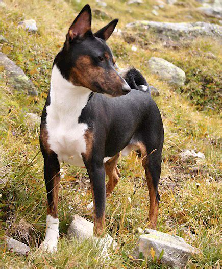 File:Trindle basenji.jpg - Wikipedia