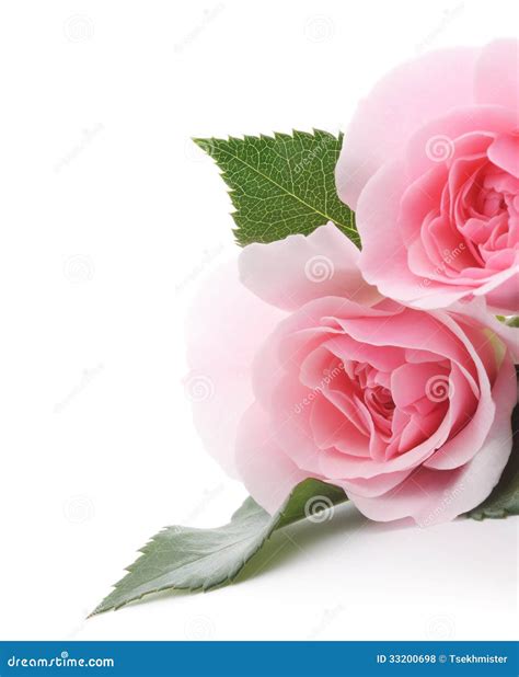 Pink Roses Royalty Free Stock Photos Image 33200698