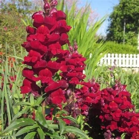 Snapdragon Ruby Flower Seeds Antirrhinum Majus Maximum Etsy In 2022