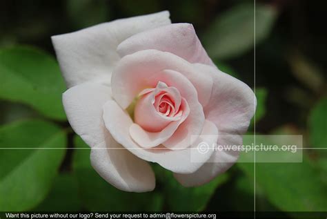 Rose Pink White