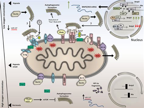 Frontiers Hypoxia And Selective Autophagy In Cancer Development And