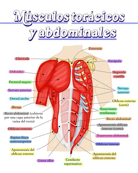 Pin de AprilOk en ANATOMÍA Musculos Anatomia humana musculos