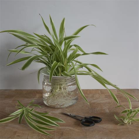 Propagation Of Cuttings In Water Spider Plant Botanopia