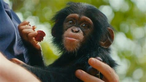 Discover the Heartwarming World of Baby Chimp Rescue: 10 Things You ...