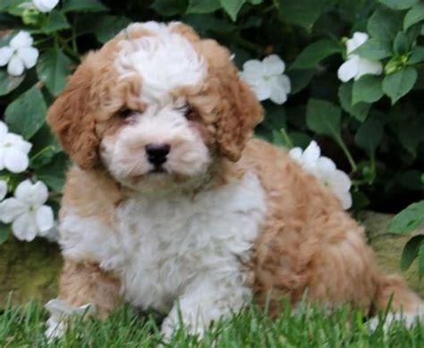 Bernedoodle - Mini Puppies For Sale | Puppy Adoption | Keystone Puppies