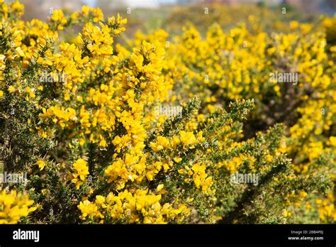 Yellow Flowers Common Gorse Bush Hi Res Stock Photography And Images