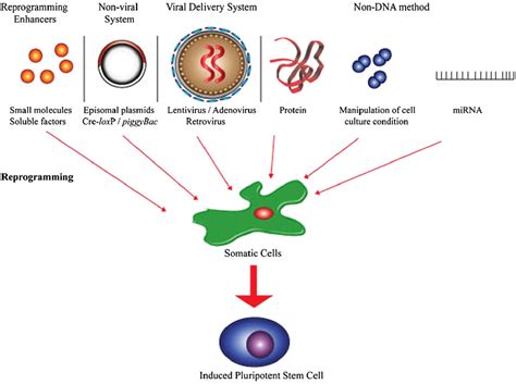 Reprogramming Adult Somatic Cells Into Induced Pluripotent Stem Cells