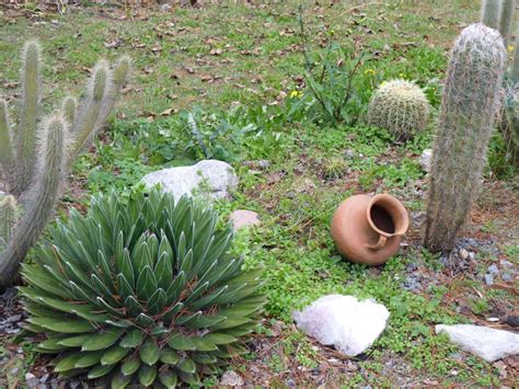 Foto Vivero De Cactus Mar Del Plata Buenos Aires Argentina