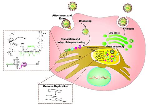 Schematic Diagram Of Hepatitis C Virus HCV Life Cycle HCV Binds To