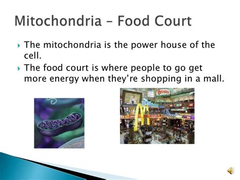 Cell Organelle Analogies